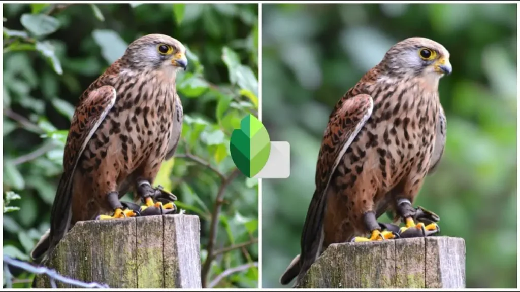 स्किन नेचुरल रखने वाला बैकग्राउंड ब्लर Snapseed QR कोड